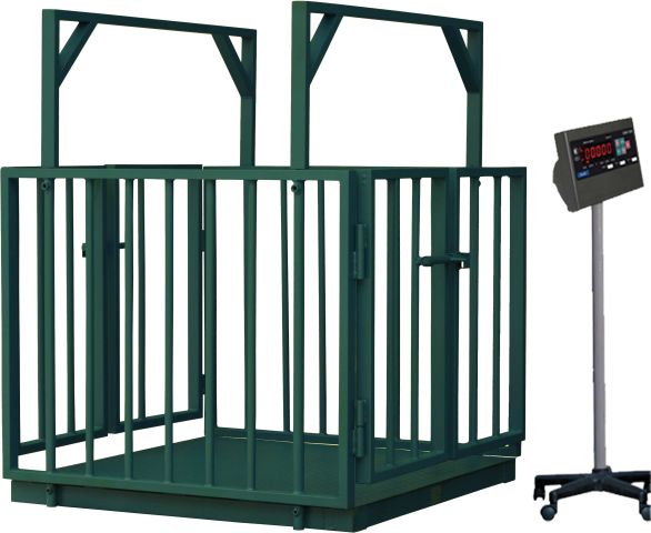 ���� ��� ���